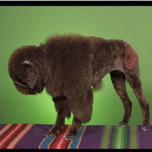 i bizon  se dá nahradit psem