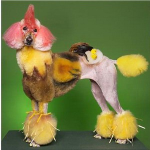 konverze psa na kohouta