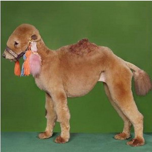 kapesní velbloud - i na poušti se už šetří